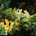 Buy Lonicera japonica 'Horwood Gem' online UK