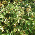 Buy Lonicera japonica 'Mint Crisp' online UK