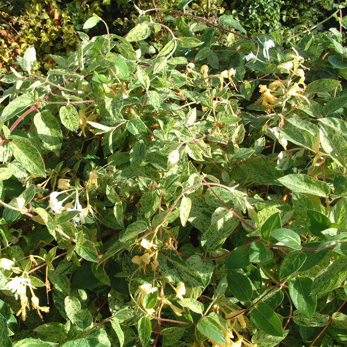 Buy Lonicera japonica 'Mint Crisp' online UK