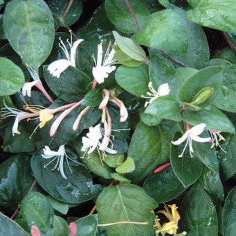 Buy Lonicera japonica 'Purpurea' online UK