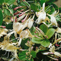 Buy Lonicera japonica 'Repens' online UK