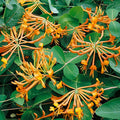 Buy Lonicera 'Mandarin' online UK