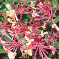 Buy Lonicera periclymenum 'Belgica' online UK