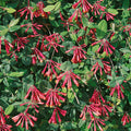 Buy Lonicera sempervirens (Trumpet Honeysuckle) online UK