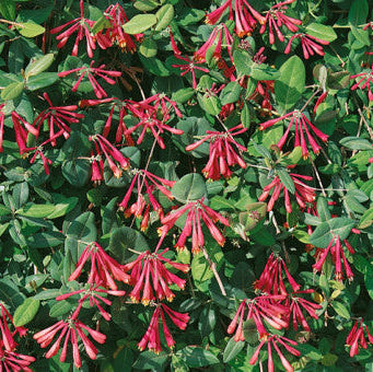 Buy Lonicera sempervirens (Trumpet Honeysuckle) online UK