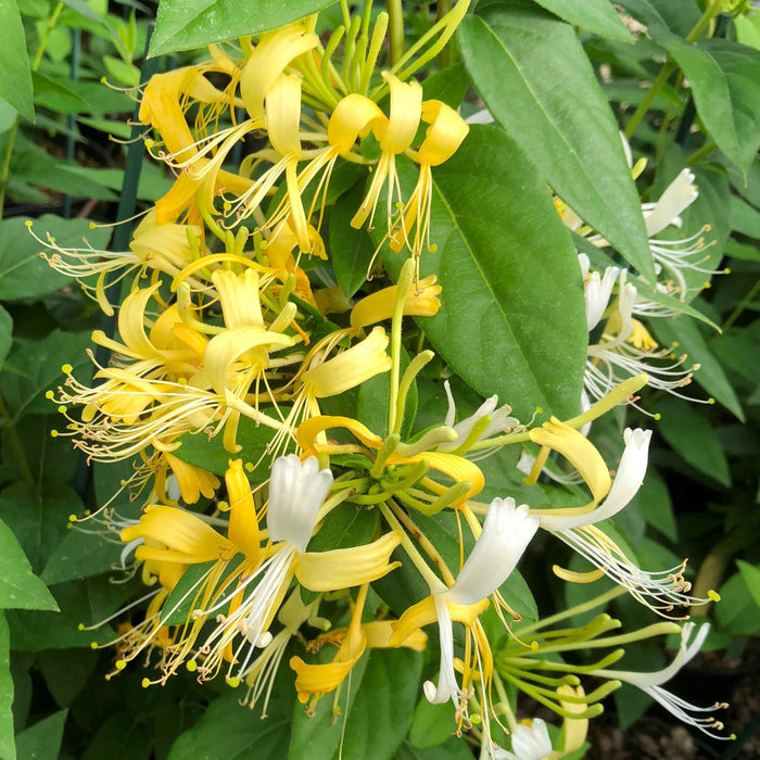 Buy Lonicera similis variety 'Delavayi' online UK