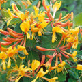 Buy Lonicera tellmanniana (Tellmann's Honeysuckle) online UK