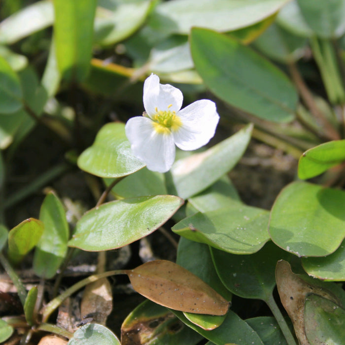 Buy Luronium natans (Floating Water Plantain) online UK