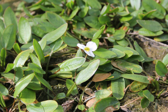 Buy Luronium natans (Floating Water Plantain) online UK