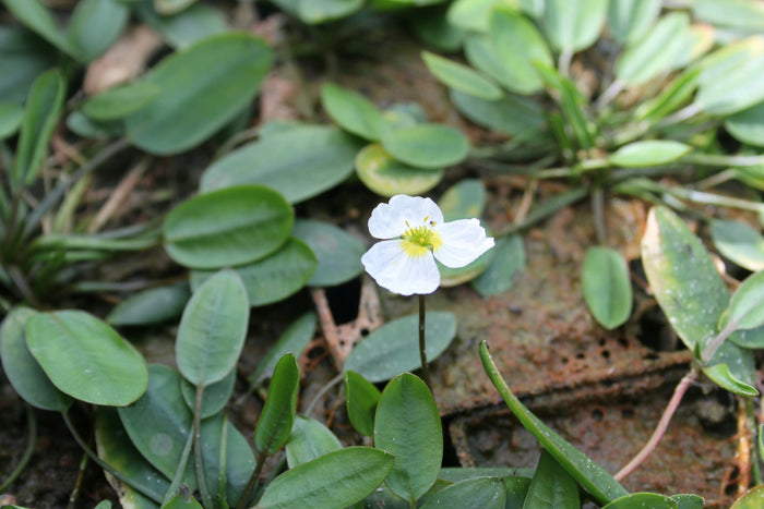 Buy Luronium natans (Floating Water Plantain) online UK