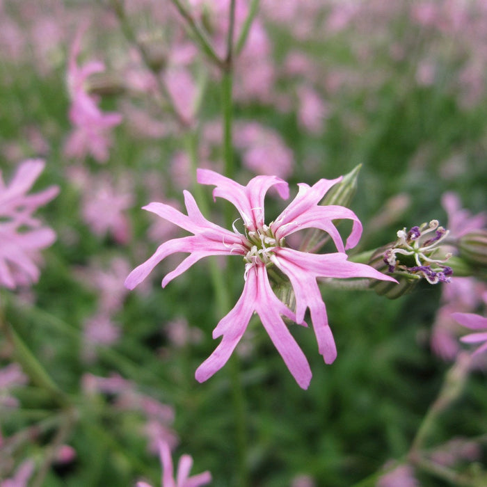 Buy Lychnis flos-cuculi (Ragged Robin) online UK