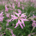 Buy Lychnis flos-cuculi (Ragged Robin) online UK