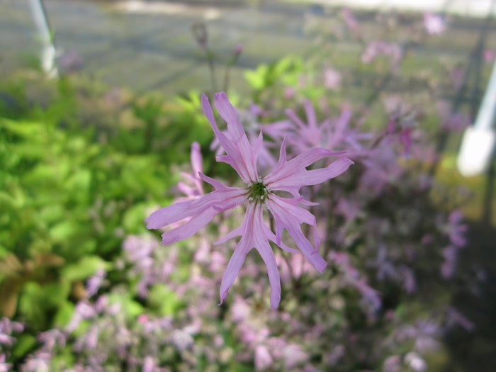 Buy Lychnis flos-cuculi (Ragged Robin) online UK