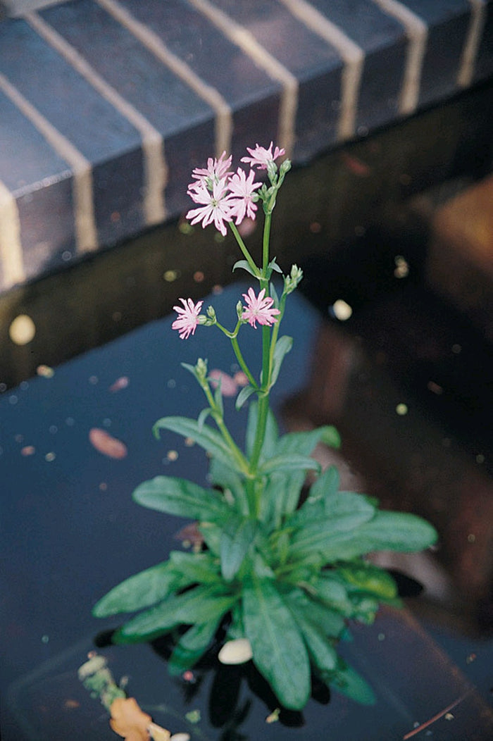 Buy Lychnis flos-cuculi (Ragged Robin) online UK