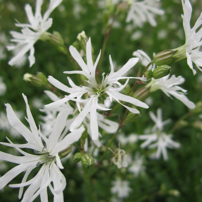 Buy Lychnis flos-cuculi 'White Robin' (White Ragged Robin) online UK