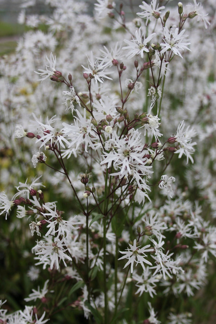 Buy Lychnis flos-cuculi 'White Robin' (White Ragged Robin) online UK