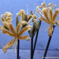 Buy Lycoris aurea (Golden Spider Lily) Bulbs online UK