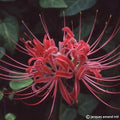 Buy Lycoris radiata (Red Spider Lily) Bulbs online UK