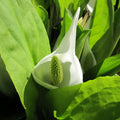 Buy Lysichiton camtschatcensis (White Skunk Cabbage) online UK