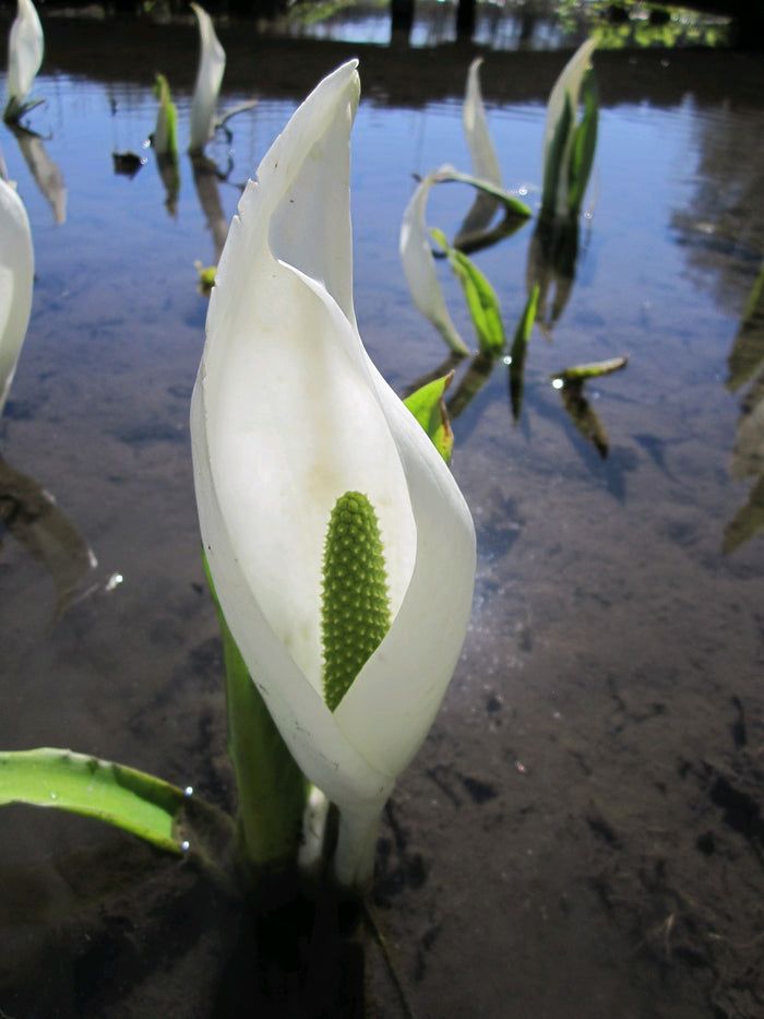 Buy Lysichiton camtschatcensis (White Skunk Cabbage) online UK
