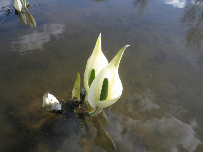 Buy Lysichiton camtschatcensis (White Skunk Cabbage) online UK