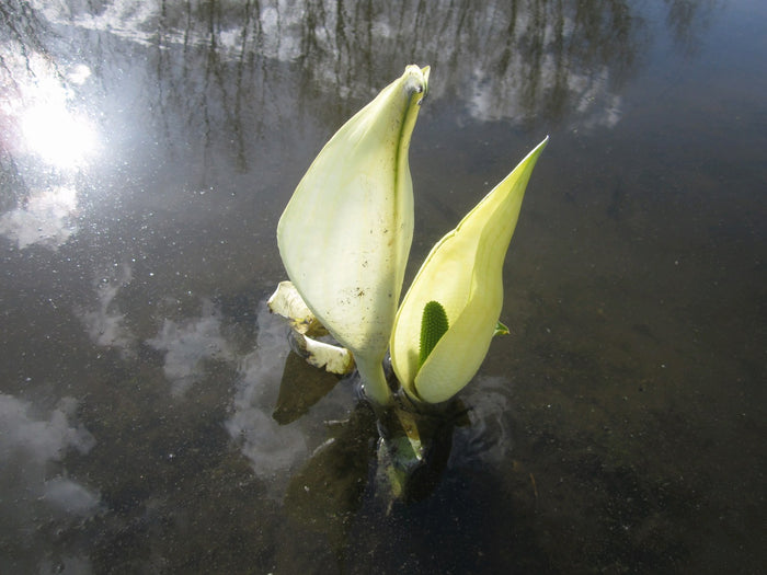 Buy Lysichiton camtschatcensis (White Skunk Cabbage) online UK