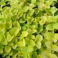 Buy Lysimachia nummularia aurea (Golden Creeping Jenny) online UK