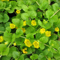Buy Lysimachia nummularia (Creeping Jenny) online UK