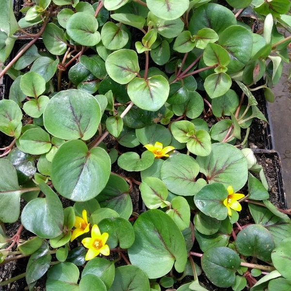 Buy Lysimachia 'Sunburst' (Yellow Loosestrife) online UK