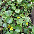 Buy Lysimachia 'Sunburst' (Yellow Loosestrife) online UK