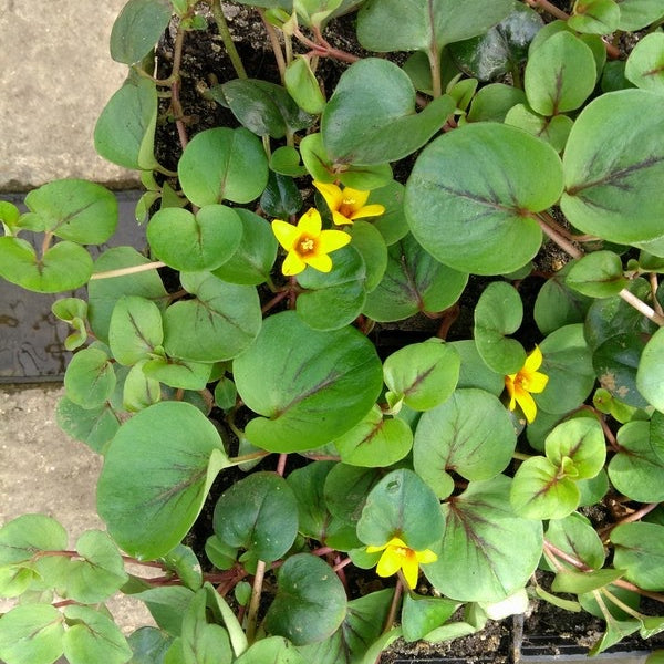 Buy Lysimachia 'Sunburst' (Yellow Loosestrife) online UK