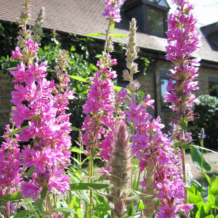 Buy Lythrum salicaria (Purple Loosestrife) online UK