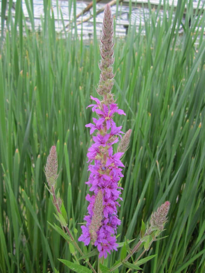 Buy Lythrum salicaria (Purple Loosestrife) online UK