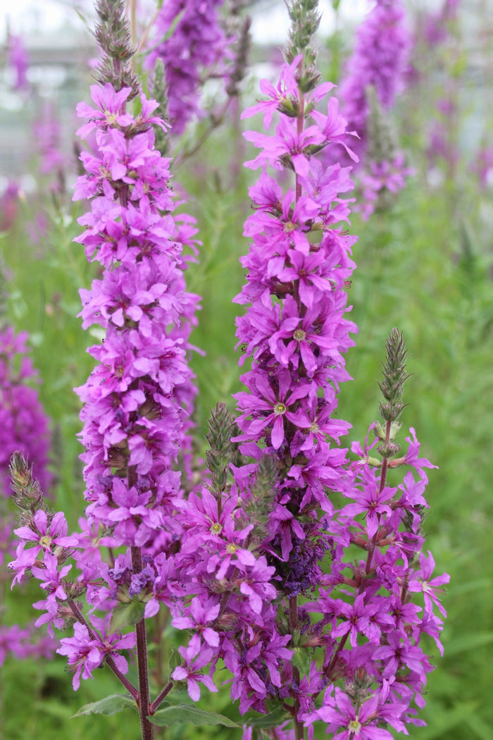 Buy Lythrum salicaria (Purple Loosestrife) online UK