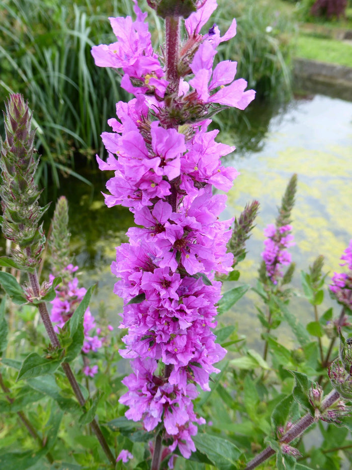 Buy Lythrum salicaria (Purple Loosestrife) online UK