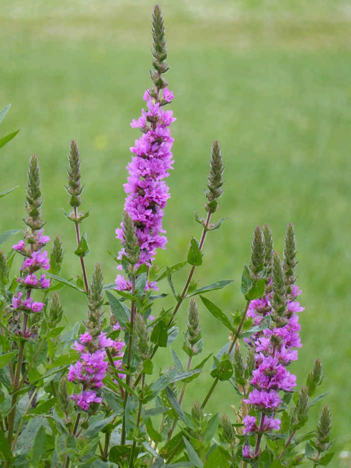 Buy Lythrum salicaria (Purple Loosestrife) online UK