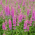 Buy Lythrum salicaria 'Robert' (Loosestrife) online UK