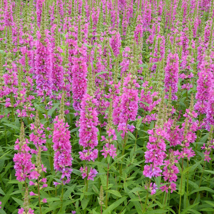 Buy Lythrum salicaria 'Robert' (Loosestrife) online UK