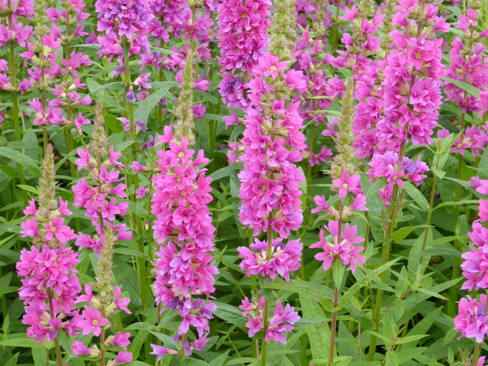 Buy Lythrum salicaria 'Robert' (Loosestrife) online UK