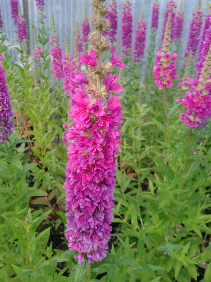 Buy Lythrum salicaria 'Robert' (Loosestrife) online UK