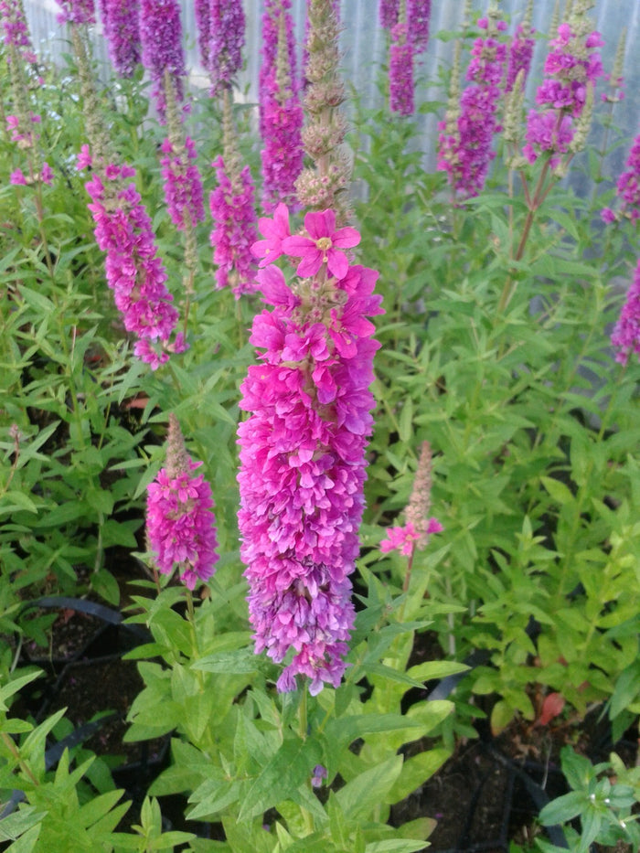 Buy Lythrum salicaria 'Robert' (Loosestrife) online UK