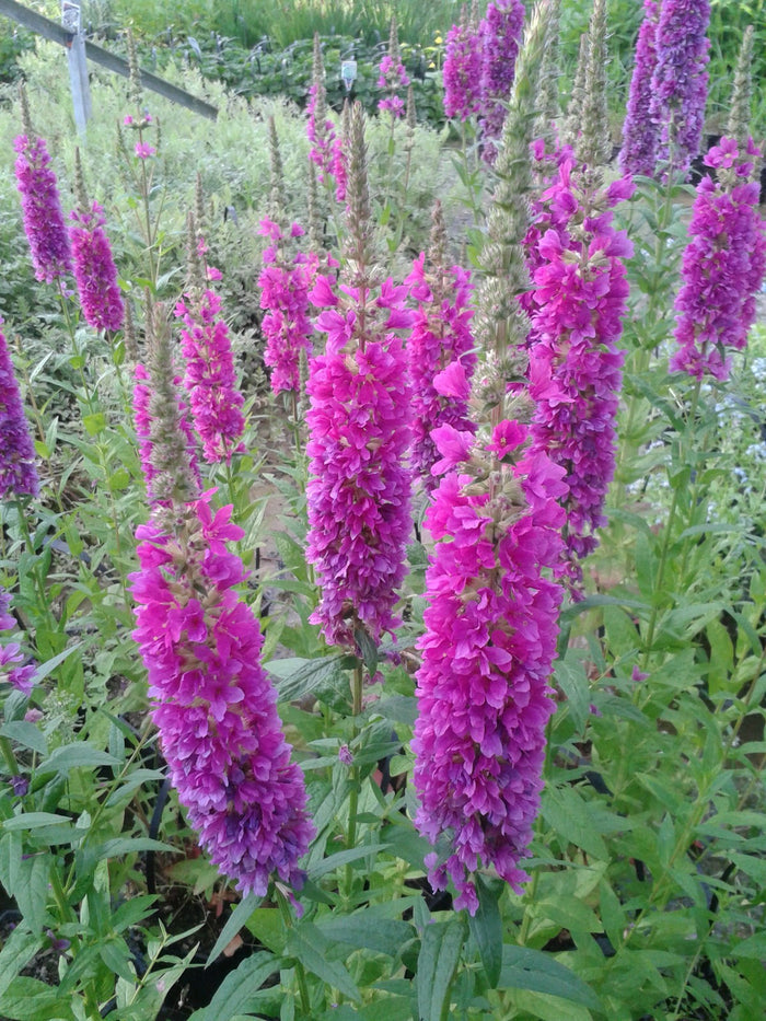 Buy Lythrum salicaria 'Robert' (Loosestrife) online UK