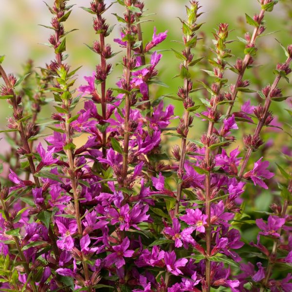 Buy Lythrum salicaria 'Robin' online UK