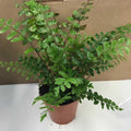 Buy Mahogany Maidenhair Fern (Didymochlaena truncatula) online UK