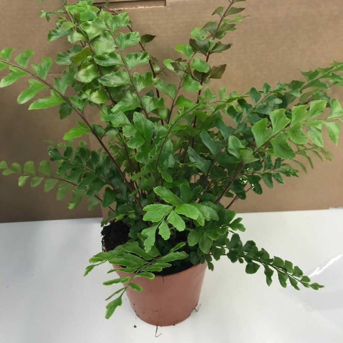 Buy Mahogany Maidenhair Fern (Didymochlaena truncatula) online UK