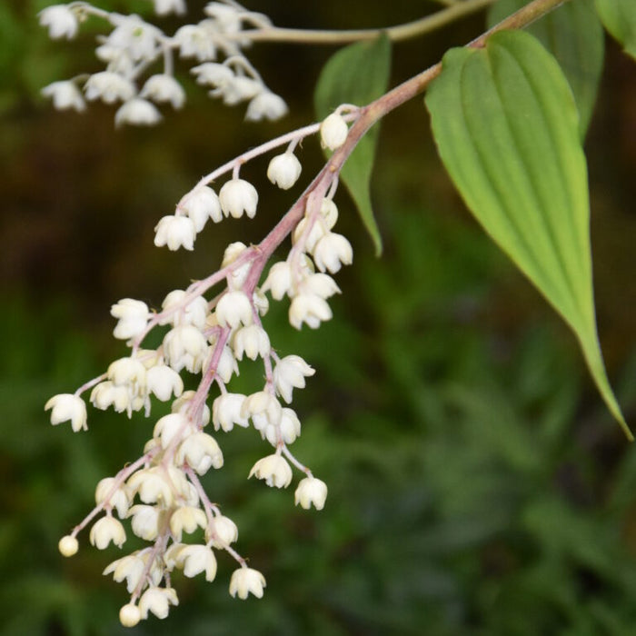 Buy Maianthemum oleraceum Rhizomes online