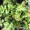 Buy Maidenhair Tree Fern (Didymochlaena truncatula) online UK
