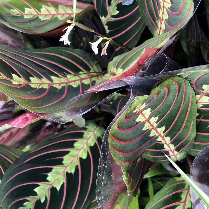 Buy Maranta leuconeura (Prayer Plant) online UK