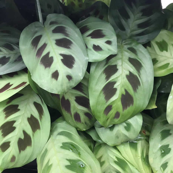 Buy Maranta leuconeura (Prayer Plant) online UK