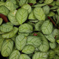 Buy Maranta leuconeura (Prayer Plant) online UK